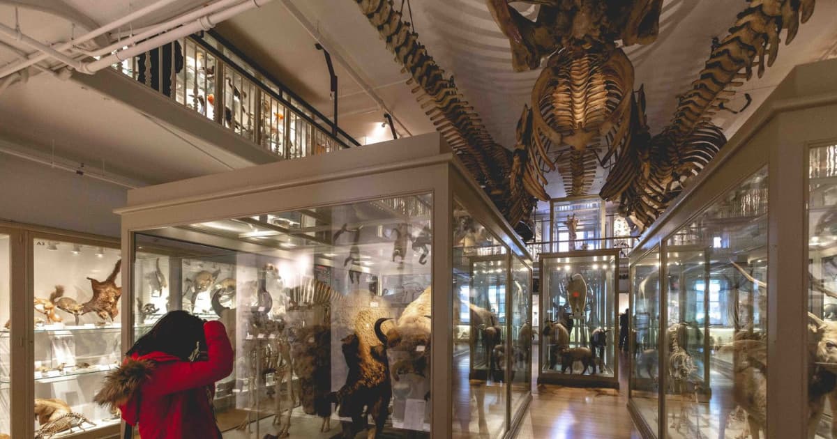 Photo Walk @ Harvard Museum of Natural History background